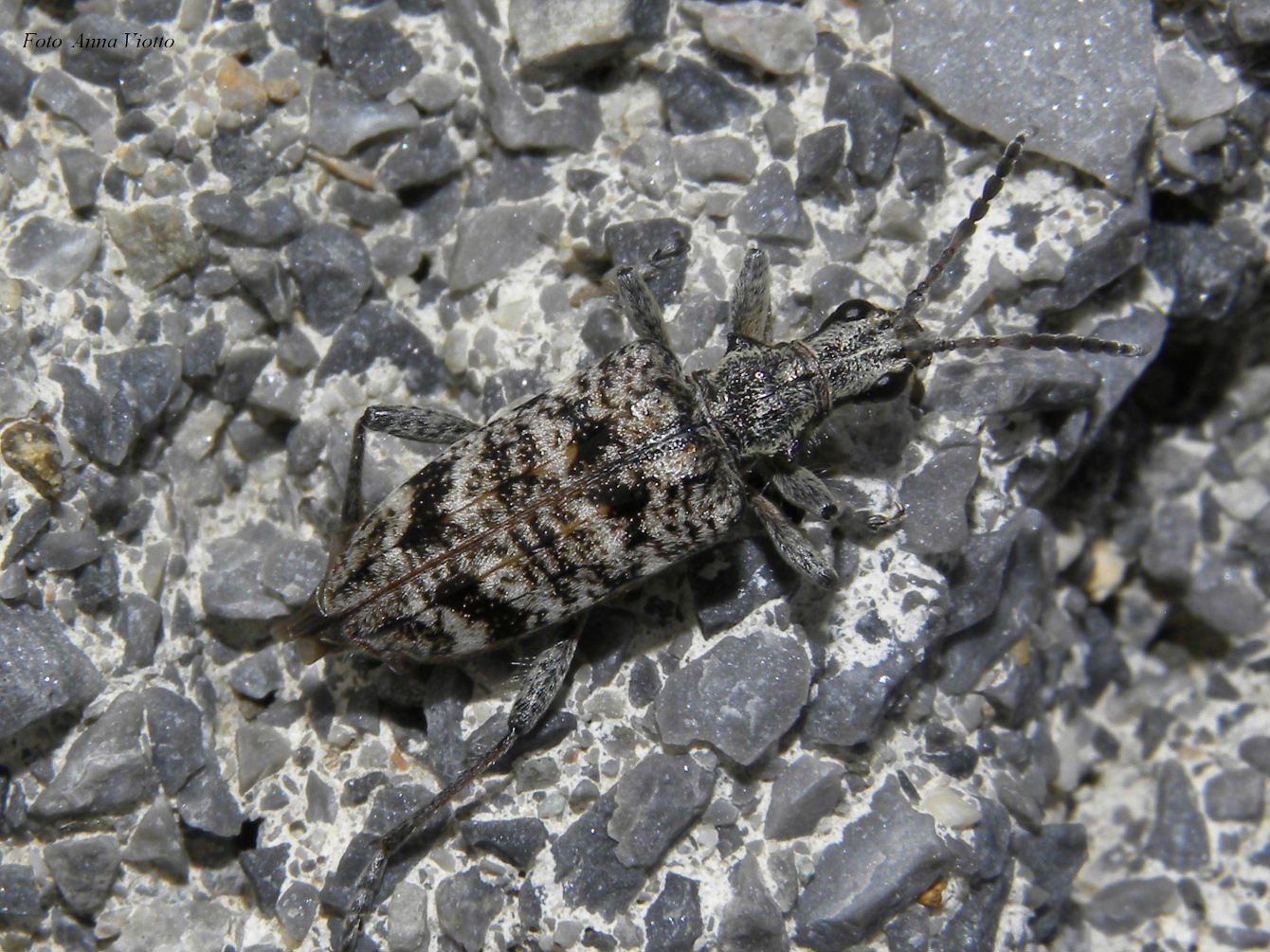 Rhagium inquisitor (Cerambycidae) - M. Saccarello (IM)